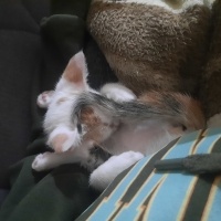 Tekir Kedi, Kedi  Kekik fotoğrafı