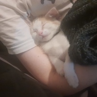 Tekir Kedi, Kedi  Kekik fotoğrafı