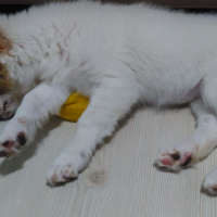 Alman Kısa Tüylü Pointer, Köpek  Pamuk  fotoğrafı