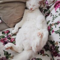 Van Kedisi, Kedi  Miya fotoğrafı