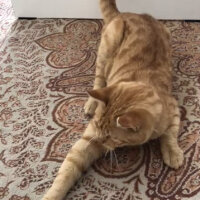 Ocicat, Kedi  Tarçın fotoğrafı