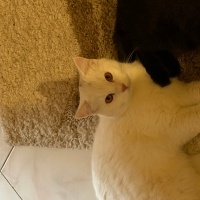 British Shorthair, Kedi  siyah ve beyaz fotoğrafı