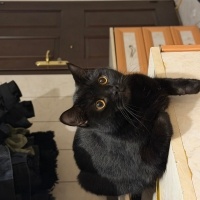 British Shorthair, Kedi  siyah ve beyaz fotoğrafı