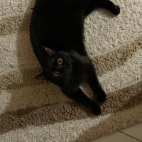 British Shorthair, Kedi  siyah ve beyaz fotoğrafı