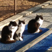 Tuxedo (Smokin) Kedi, Kedi  karabenek fotoğrafı