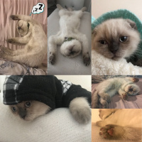 Scottish Fold, Kedi  Luli fotoğrafı
