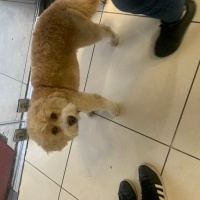 Poodle(Standart Kaniş), Köpek  Cookie fotoğrafı