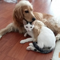 Amerikan Cocker Spaniel, Köpek  gazoz fotoğrafı