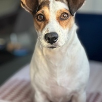 Jack Russell Terrier, Köpek  Paris fotoğrafı