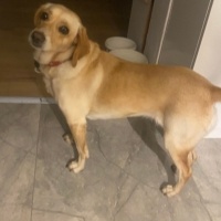 Sokö (Sokak Köpeği), Köpek  Şayni fotoğrafı