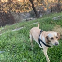 Sokö (Sokak Köpeği), Köpek  Şayni fotoğrafı