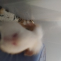 Guinea Pig, Kemirgen  mimi fotoğrafı