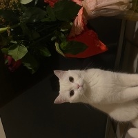 Chinchilla, Kedi  Casper fotoğrafı