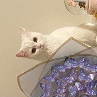 Chinchilla, Kedi  Casper fotoğrafı