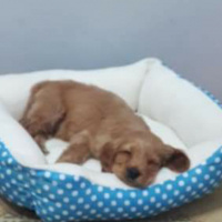 Amerikan Cocker Spaniel, Köpek  Tarçın  fotoğrafı
