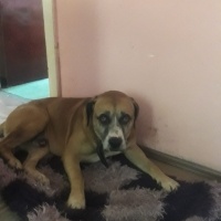 Amerikan Staffordshire Terrier, Köpek  Dexter fotoğrafı