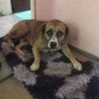 Amerikan Staffordshire Terrier, Köpek  Dexter fotoğrafı