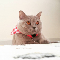 British Shorthair, Kedi  fistik fotoğrafı