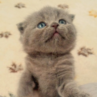 British Shorthair, Kedi  fistik fotoğrafı