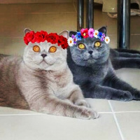 British Shorthair, Kedi  fistik fotoğrafı