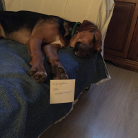 Sokö (Sokak Köpeği), Köpek  Victoria fotoğrafı