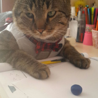 Tekir Kedi, Kedi  Karamel fotoğrafı