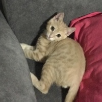 Sarman, Kedi  Limon fotoğrafı