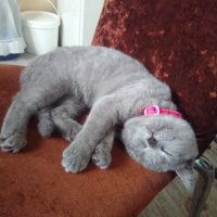 British Shorthair, Kedi  MUEZZA fotoğrafı