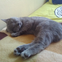 British Shorthair, Kedi  MUEZZA fotoğrafı