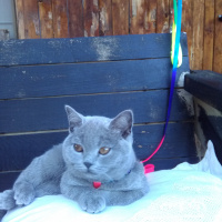 British Shorthair, Kedi  MUEZZA fotoğrafı