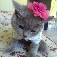 British Shorthair, Kedi  MUEZZA fotoğrafı