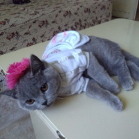 British Shorthair, Kedi  MUEZZA fotoğrafı