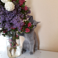 British Shorthair, Kedi  MUEZZA fotoğrafı