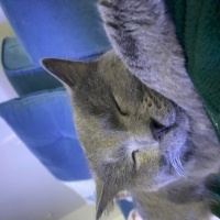 British Shorthair, Kedi  Aşko fotoğrafı