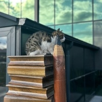 Tekir Kedi, Kedi  kitap fotoğrafı