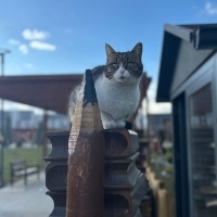 Tekir Kedi, Kedi  kitap fotoğrafı