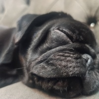 Pug, Köpek  Rita fotoğrafı