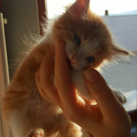 Tekir Kedi, Kedi  Kavun fotoğrafı