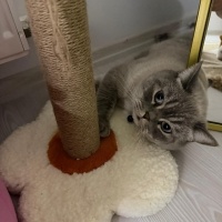 British Shorthair, Kedi  RİVA fotoğrafı