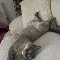 British Shorthair, Kedi  RİVA fotoğrafı