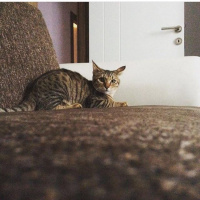 Tekir Kedi, Kedi  Fındık fotoğrafı