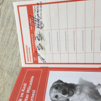 Tekir Kedi, Kedi  Fındık fotoğrafı