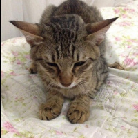 Tekir Kedi, Kedi  Fındık fotoğrafı