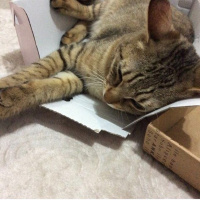 Tekir Kedi, Kedi  Fındık fotoğrafı
