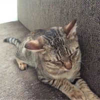 Tekir Kedi, Kedi  Fındık fotoğrafı