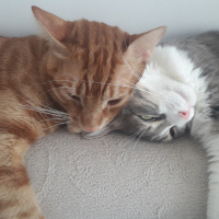 Tekir Kedi, Kedi  Citos fotoğrafı