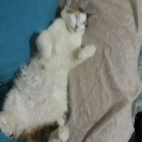Tekir Kedi, Kedi  Citos fotoğrafı