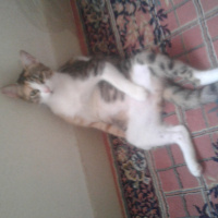 Tekir Kedi, Kedi  Citos fotoğrafı