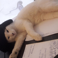 Tekir Kedi, Kedi  Citos fotoğrafı