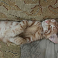 Tekir Kedi, Kedi  Citos fotoğrafı